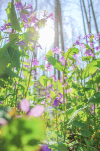 Close-up of purple flower tree