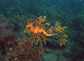 View of fish swimming underwater