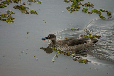 High angle view of duck swimming on lake