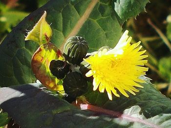 Close-up of yellow flower