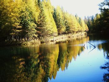 Reflection of trees in water