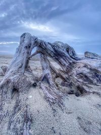 Close-up of driftwood on beach