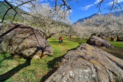 Man photographing on field against trees