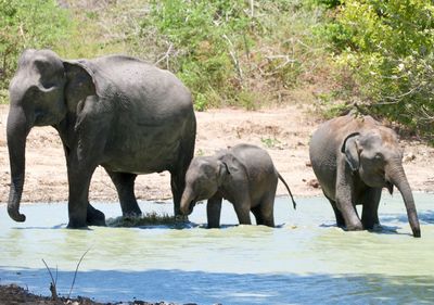 View of elephant in water