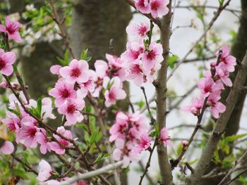 Close-up of pink cherry blossoms in spring