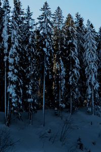 Trees on snow covered landscape