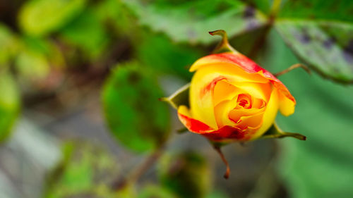 Close-up of rose plant