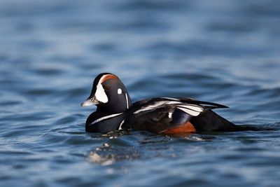 Harlequin duck swimming in lake