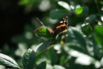 Close-up of butterfly on leaf