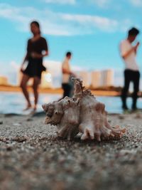 Seashell at beach against sky