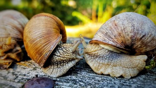 Close-up of snail