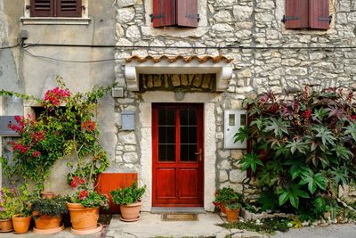 Potted plant on window of building