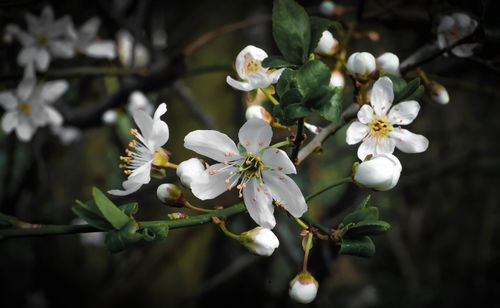 Close-up of white cherry blossom tree