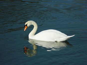 White swan in water