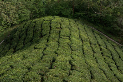 Scenic view of tea plantation