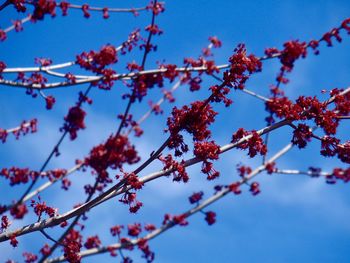 Low angle view of cherry blossom against blue sky