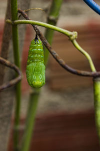 Close-up of fruit on plant