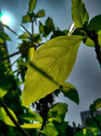 Low angle view of tree against sky