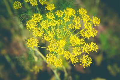 Close-up of yellow flowering plant