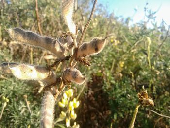 Close-up of plant growing on field