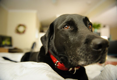 Close-up of dog sitting on bed at home
