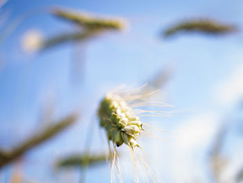 Close-up of white flower against sky