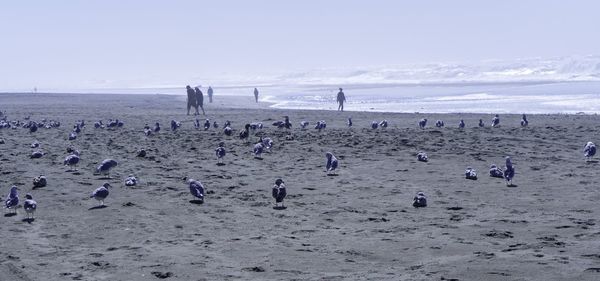 People on beach against sky