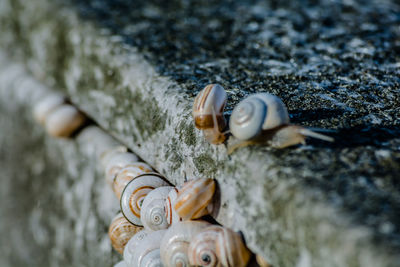 Close up of snails