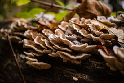 Close-up of mushrooms