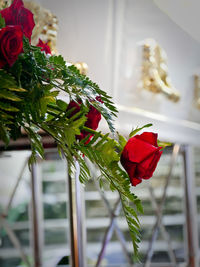 Close-up of red rose on plant