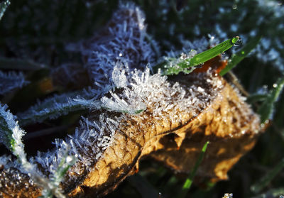 Close-up of frozen plant