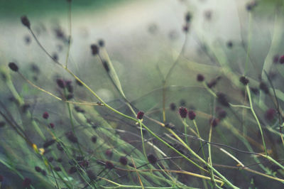 Close-up of plant against blurred background