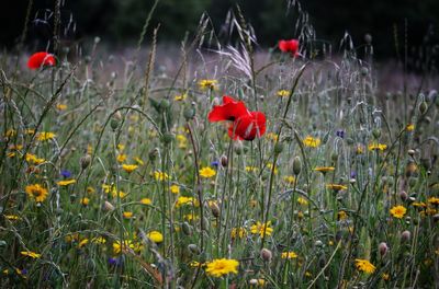 Close-up of red poppy flowers in field