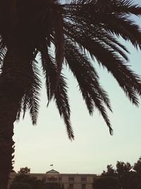 Low angle view of silhouette palm trees against sky