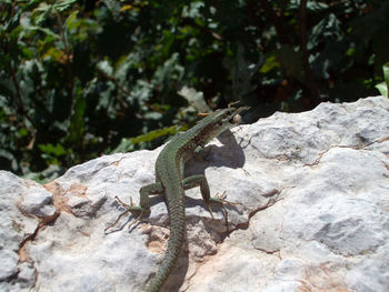 Close-up of lizard on rock