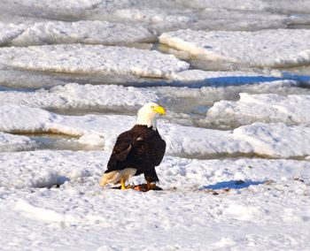 Low angle view of eagle on snow