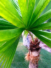 Close-up of palm tree leaves