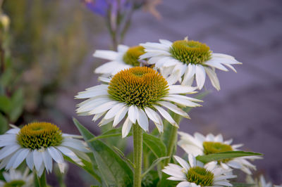 Close-up of white flowering plant