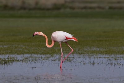 Flamingo in lake