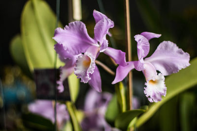 Close-up of purple flowers blooming outdoors