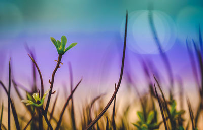 Close-up of pink flowering plants on field