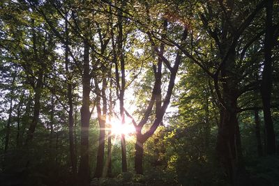 Sun shining through trees