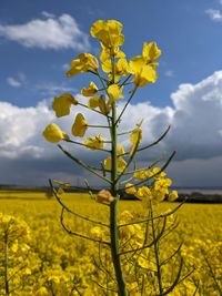 Yellow flowering plants on field against sky
