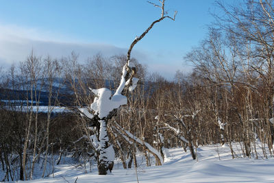 Bare trees on snow against sky