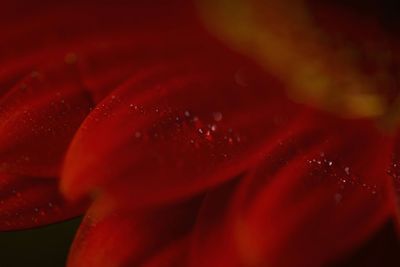 Close-up of red flowers