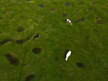 pasture