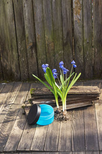 Close-up of purple flower pot on table