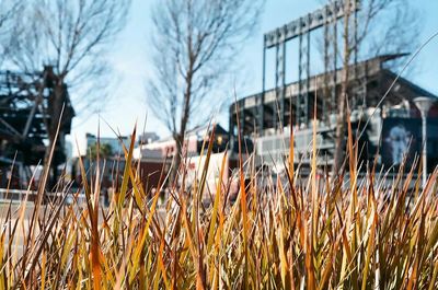 Plants growing on field