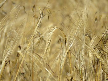 Close-up of wheat growing on field