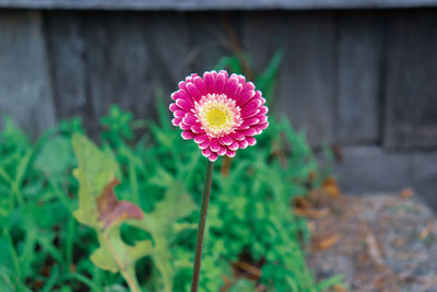 Close-up of pink flower